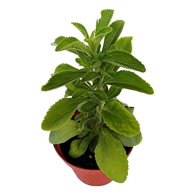 Planta Stevia Insulina