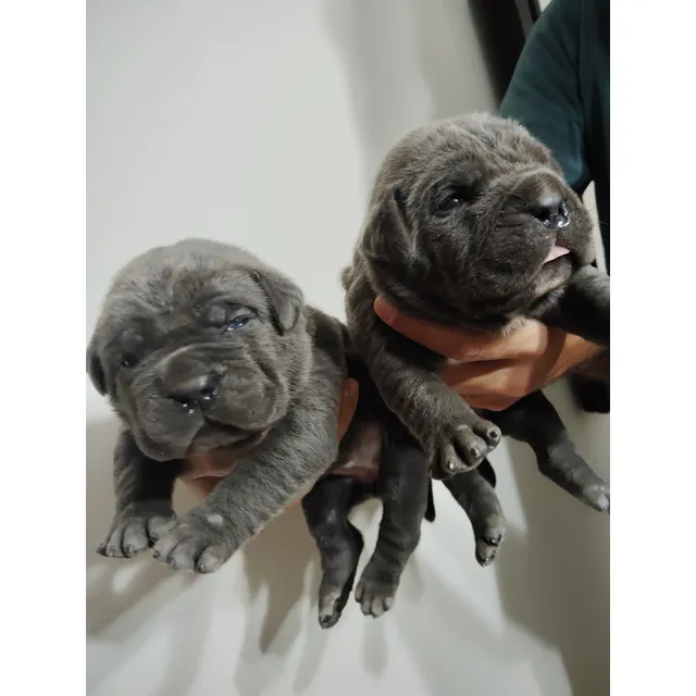 Cachorros Cane Corsos Inscritos