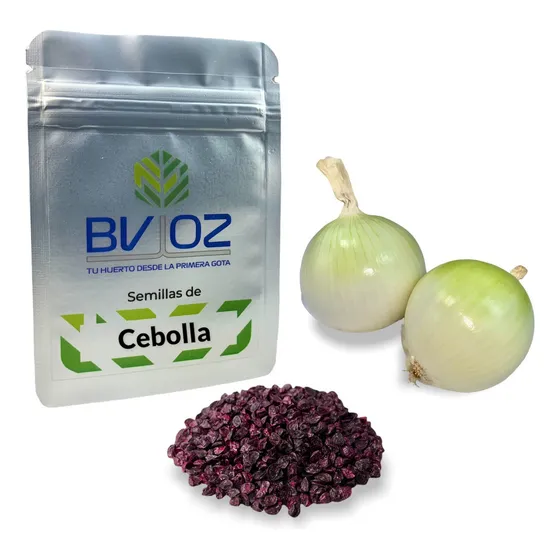 Semillas De Cebolla Bola. Cultivo Agrícola