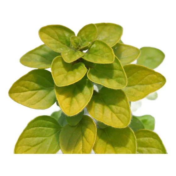 Planta Aromática Orégano Limón