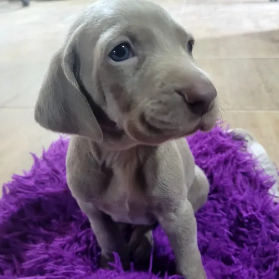 Weimaraner 45 Días De Pelaje Corto, Linaje 143
