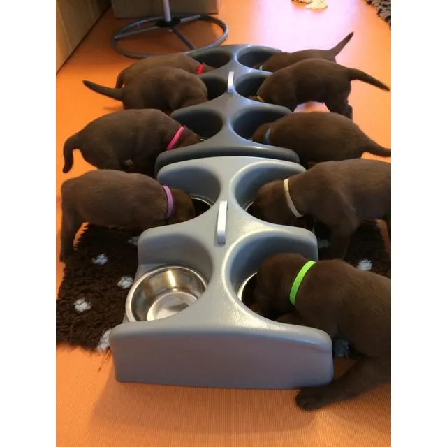 Auténticos Cachorros Labradores Chocolate A-1