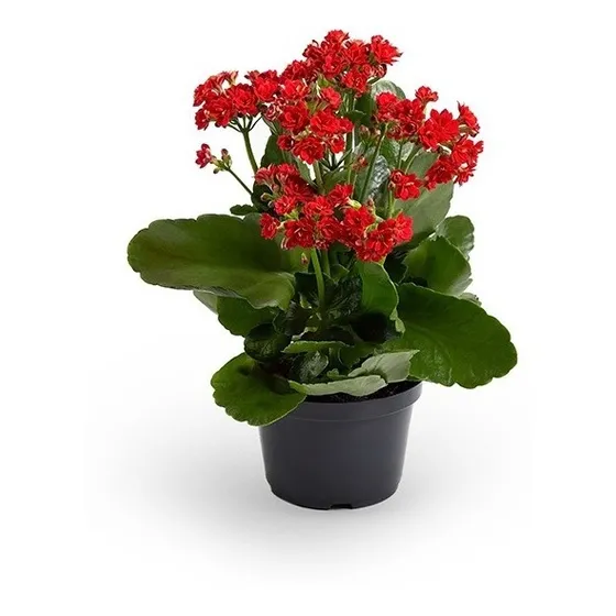 Kalanchoe Doble P11