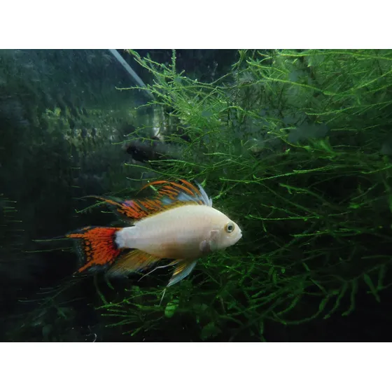 Apistograma Cacatuoides Double Red Gold ( Macho )