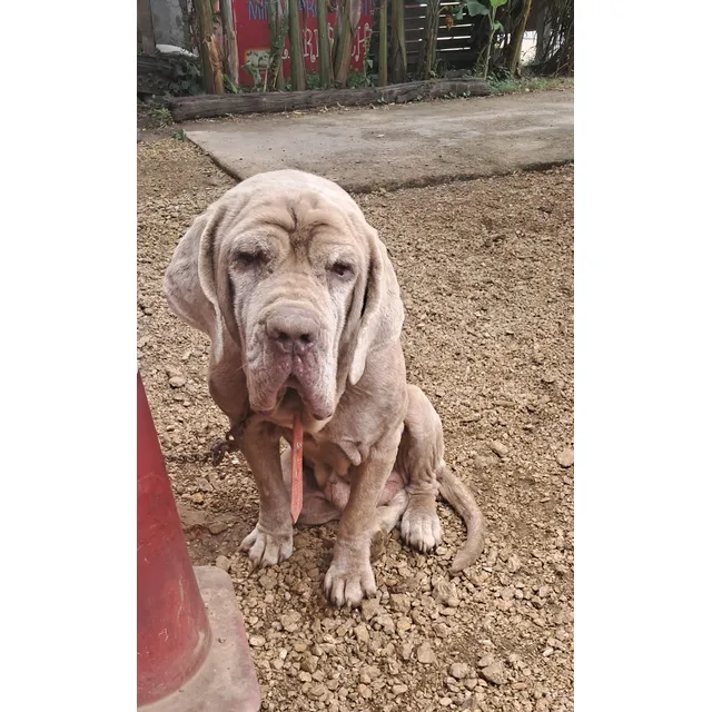 Mastin Napolitano Hembra Adopcion