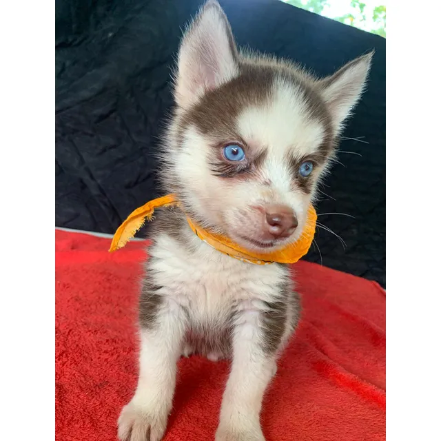 Cachorro Lobo Siberiano Rojo Bogotá Animal Pets Colombia 
