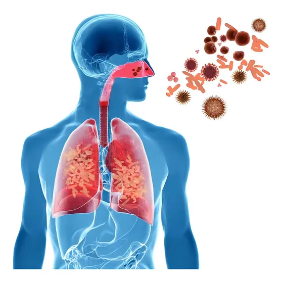 Cha Natural Alergia Respiratoria Bronquite Asma Sinusite Ful