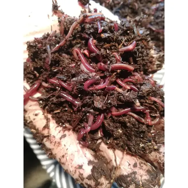 Lombriz Roja Californiana 