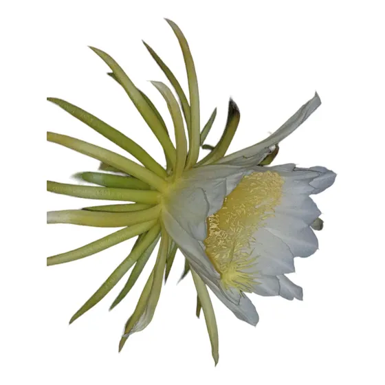 Planta Pitahaya Grande Organica.