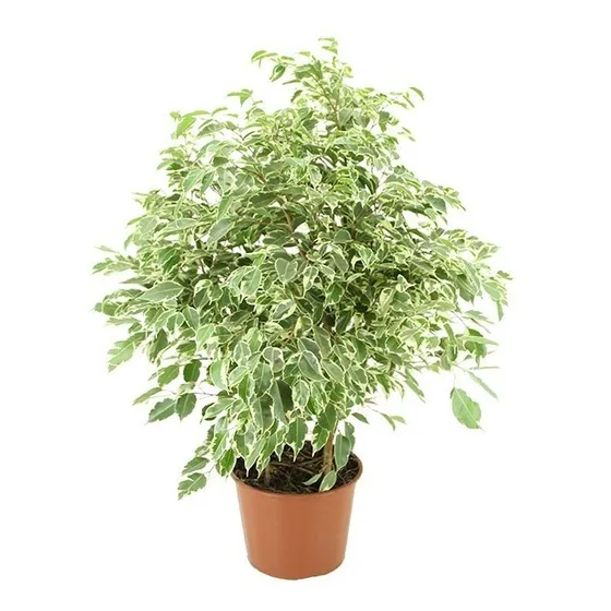 Ficus Benjamina Ganthel P24