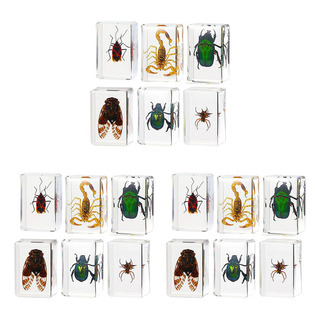 Pisapapeles De Resina Para Insectos De La Colección Cicada, Pisapapeles De Resina Para Insectos De La Colección Cicada,
