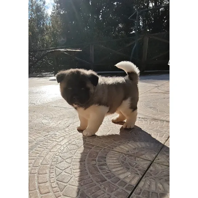 Hermoso Machito Akita Americano Gris