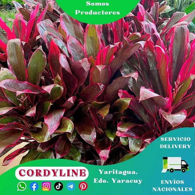 Planta De Cordyline (polinesia O Caña De La India)
