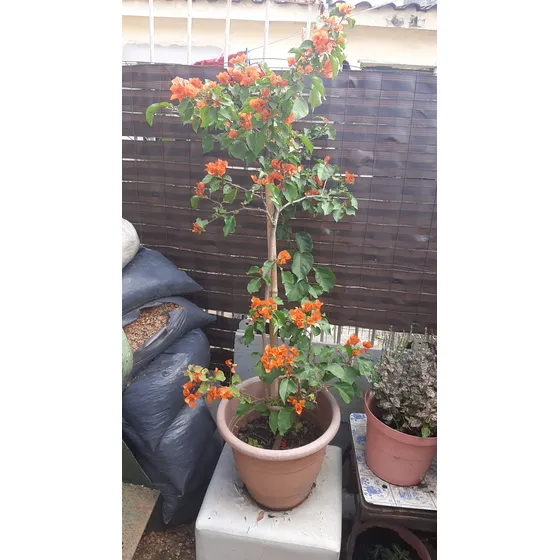 Planta Santa Rita Naranja Perenne Y Trepadora