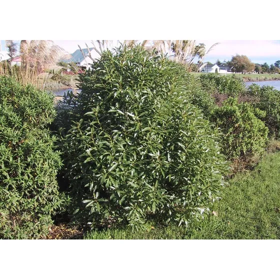 Semillas Myoporum Acuminatum O Mioporo 