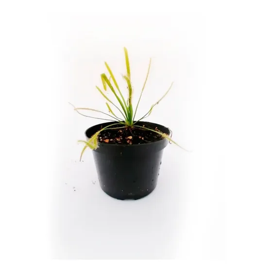Planta Carnívora Drosera Capensis Alba Adulta P10 