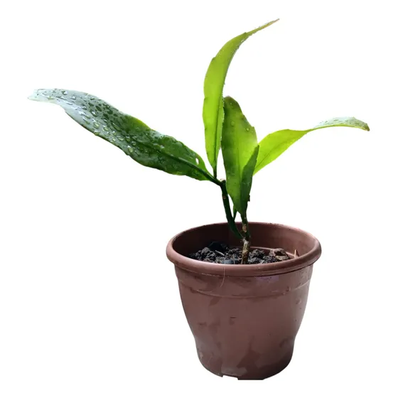 Planta Dama De La Noche 