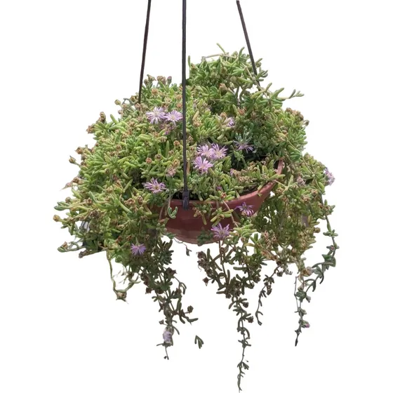 Manto De La Virgen - Planta Colgante / Jardines Verticales
