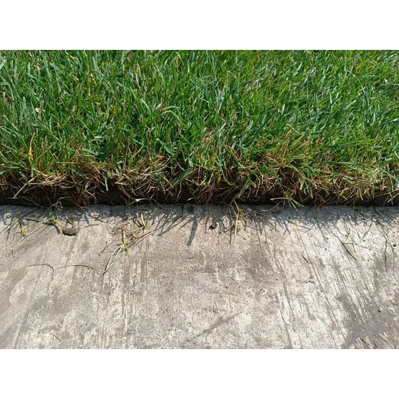 Pasto Premium Fistuca Rollo 150x45 Cm Colocación Cdmx