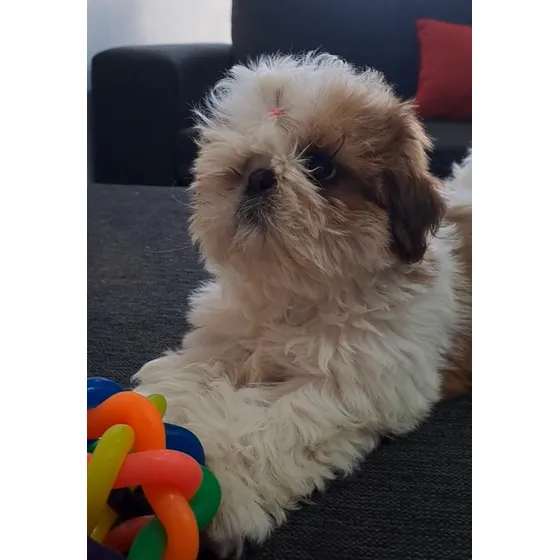 Cachorros Shih Tzu Shitzu. Genética Importada. Pedigree Fca Tricolor