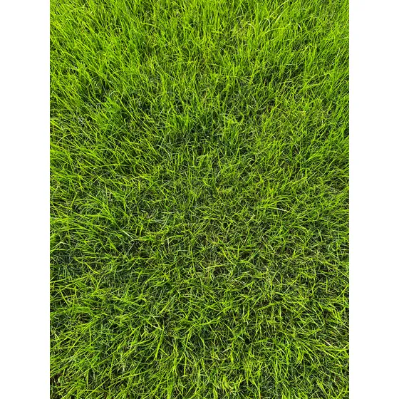 Productor Cesped Bermuda Con Ryegrass En Panes