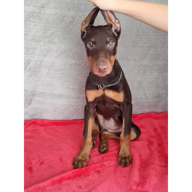 Cachorro Doberman Hembra Chocolate Perross Co