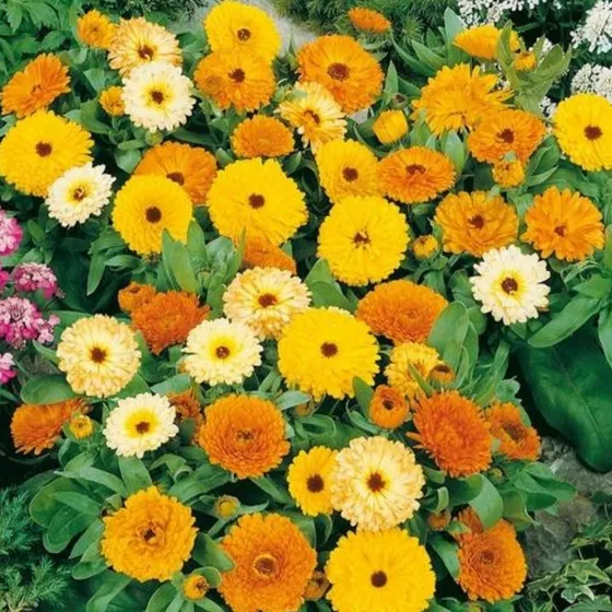 60 Semillas Calendula Fiesta Gitana Enana - Colores Variados