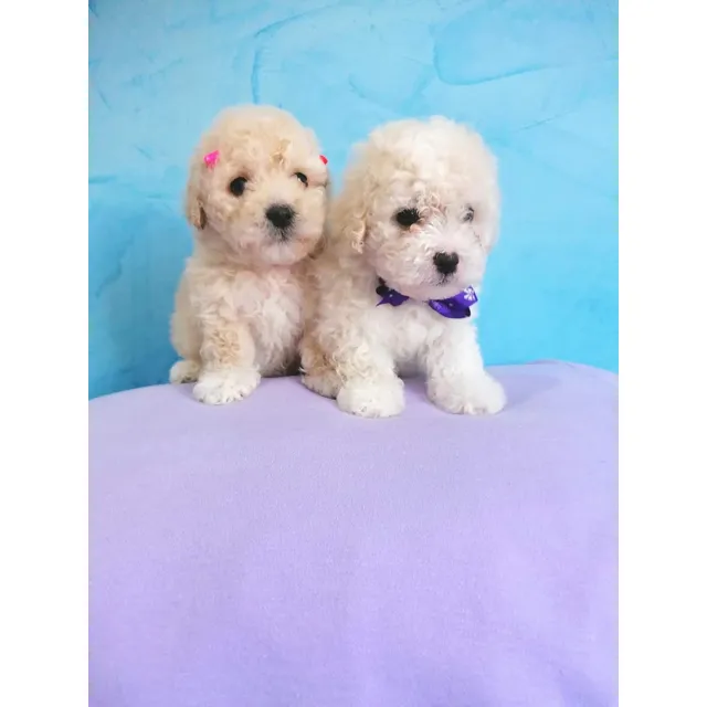 French Poodle Mini