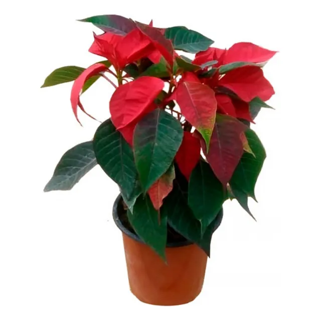 Planta Ilex Rojo