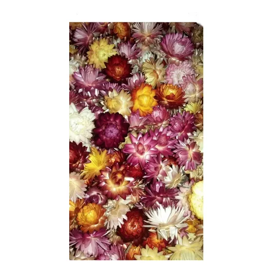 Flores Secas  Siemprevivas Pequeñas