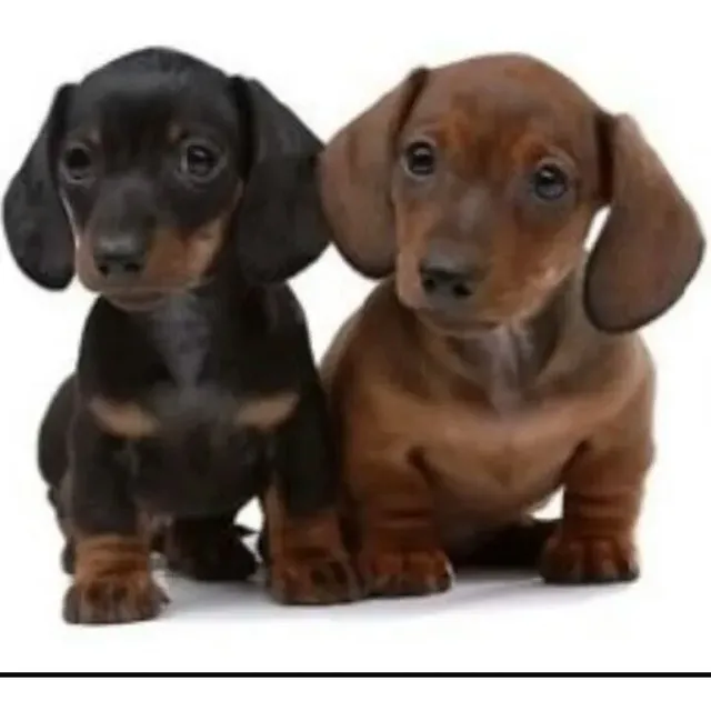 Cachorros Salchichas Mini Reales 100%puros