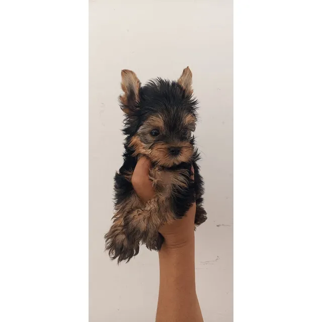 Cachorros Yorshire Disponibles