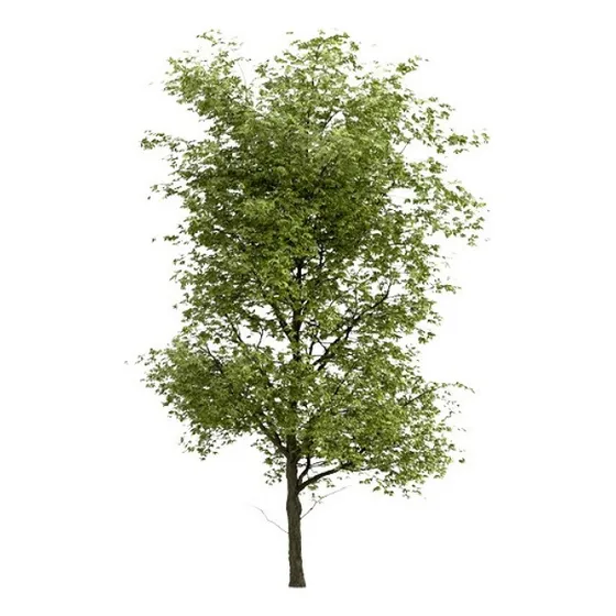 Fresno Americano 1.80 A 3,00 Fraxinus Virginiana 