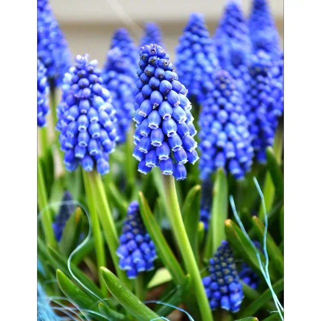 Semillas De Muscari  Azules! Lindisimas! Premium