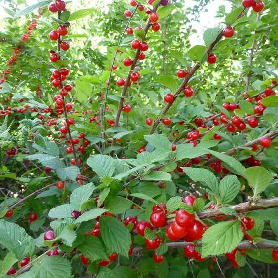 Prunus Tomentosa Seed 10 Semillas Nanking Arbol Frutal De Ce