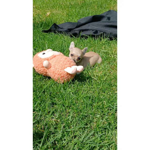 Cachorro Machi   Chihuahua Inscrito 3 Meses