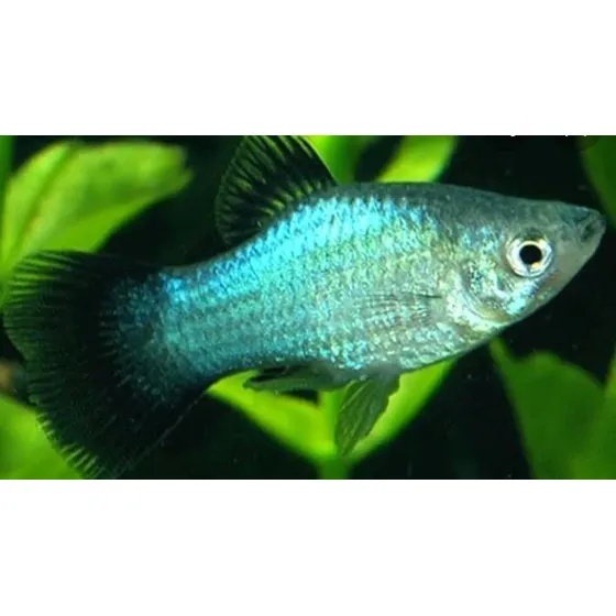 Pacote C/10 Peixes Plati Azul - Água Doce - Aquário