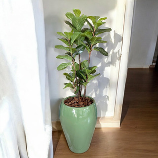 Planta Artificial Ficus Lyrata Realista Alta Qualidade Planta Artificial Ficus Lyrata Realista Alta Qualidade
