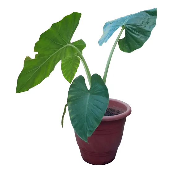 Alocasia Oreja De Elefante Suculenta, 95 Cm, Maceta Incluida