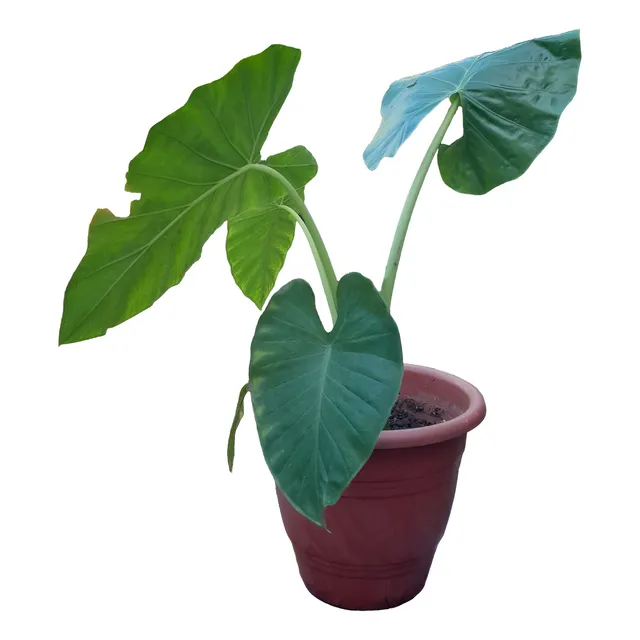 Alocasia Oreja De Elefante Suculenta, 95 Cm, Maceta Incluida