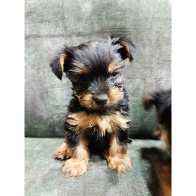 Yorkshire Terrier (yorkie) Puros