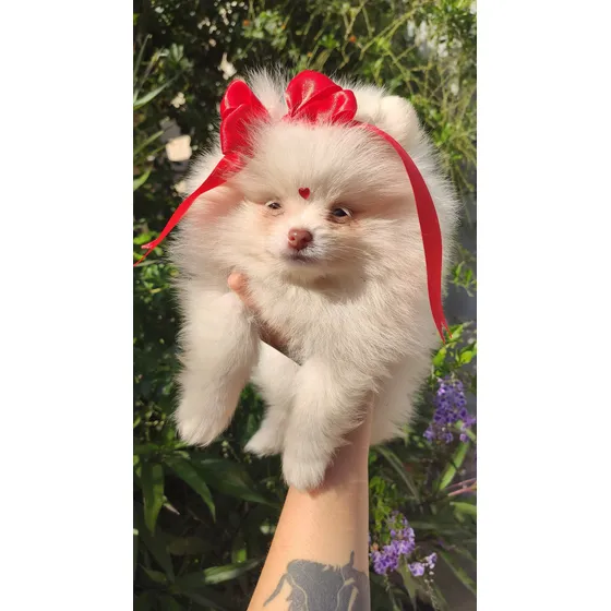 Pomerania Blanca Mini Cara De Oso Blanco