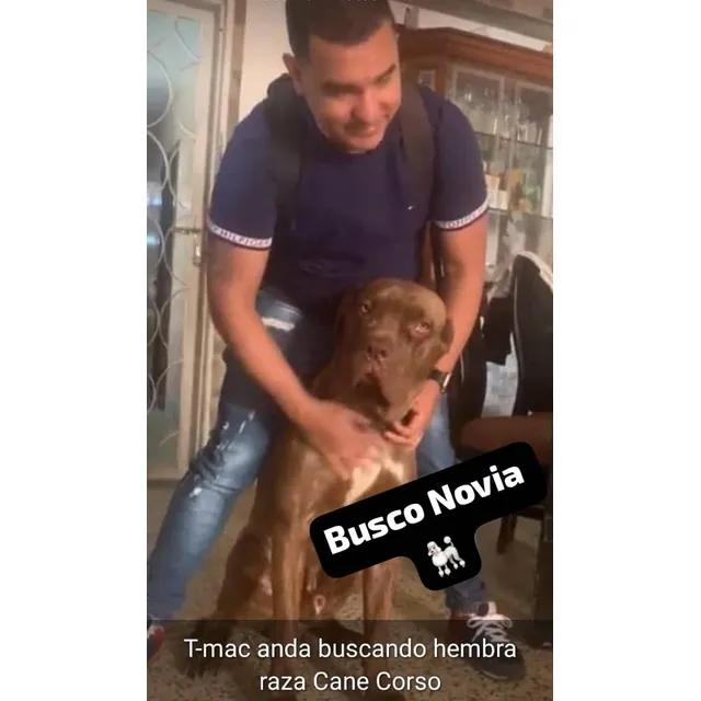 Busco Hembra Cane Corso Para La Monta