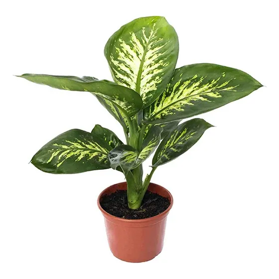 Dieffenbachia Tropic Snow P24