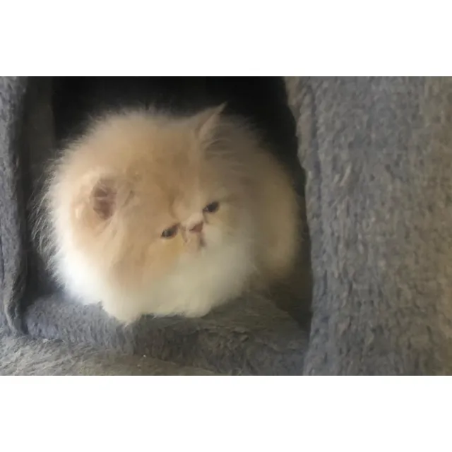 Gata Persa
