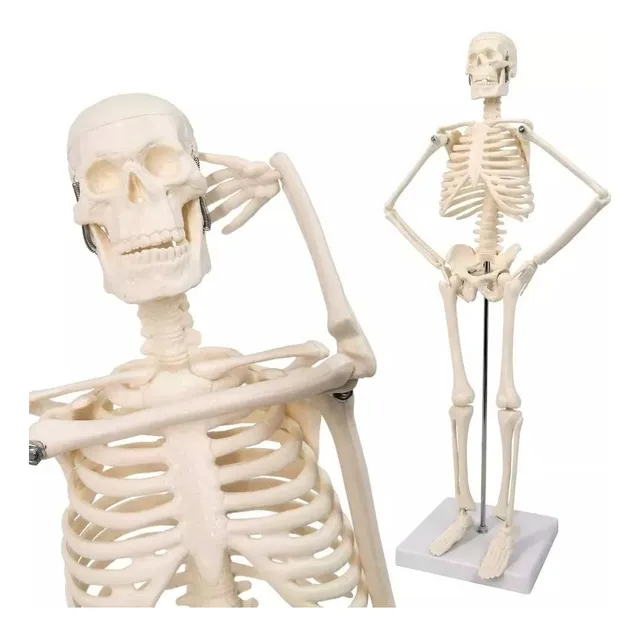 Esqueleto Humano Modelo Anatómico Esqueleto 45 Cm