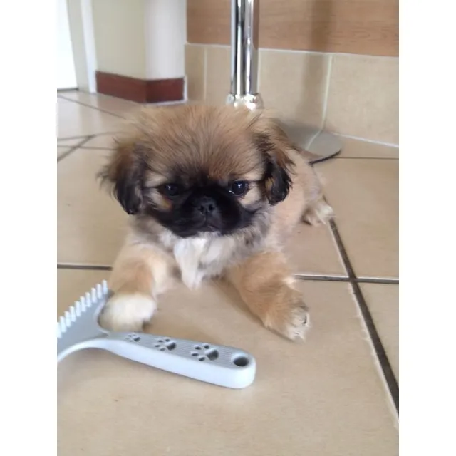 Cachorros Pekinés Perros Colombia Medellín Dogs Bogotá Cali