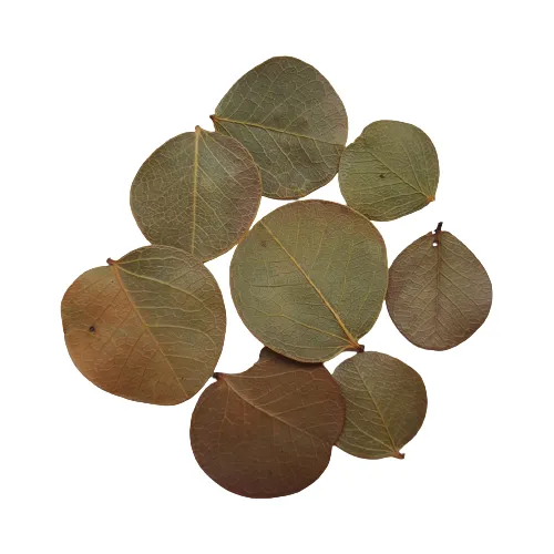 Folha Moeda Seca Totalmente Natural Decoração