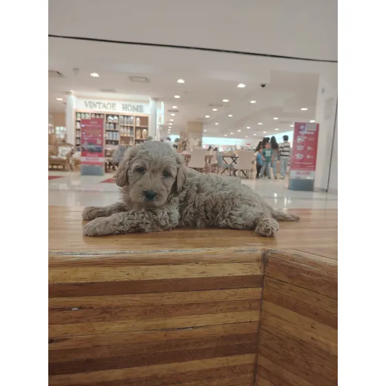 Perros Labradoodle