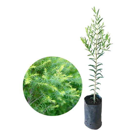Muda De Melaleuca Folha Fina